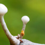 Hohenhain-Osterwohld_ Sechzehnfleckiger Marienkäfer_Körperlänge 5 bis 7 mm. 
 Gelbbraune Grundfärbung und meist 16 weiße Flecken auf den Flügeldecken. 
 Ernährung: Mehltaupilzen